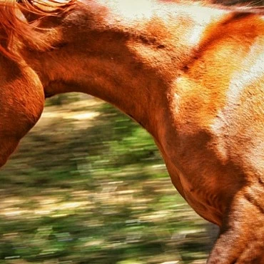 CABALLOS ALBARRACÍN